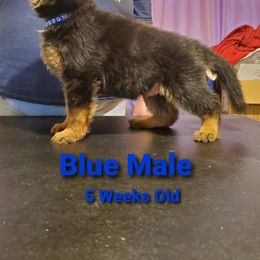 German Shepherd Puppies from It Must Be Kismet Kennels (IMBKK)