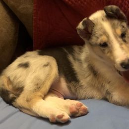 Collie Puppies from Aredhel Collies