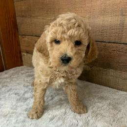 Nash - Parti male Goldendoodle puppy in Haddam, Kansas from Golden B Acres