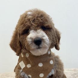 Honey Bear - Parti female Goldendoodle puppy in Anaheim, California from Cuddle Bear Doodles