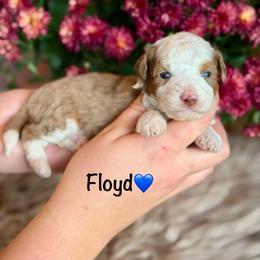 Floyd - Red merle male Aussiedoodle puppy in Lancaster, Minnesota from Finney Ranch