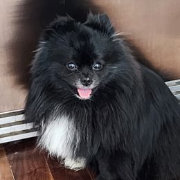 Tiny - Pomeranian