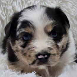 MB.BMM - Blue merle male Miniature Australian Shepherd puppy in Deer Lodge, Tennessee from KSH Aussie Haven