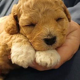Havanese, Havapoo, and Poodle Puppies from Faithful Hearts Kennel