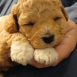 Havanese, Havapoo, and Poodle Puppies from Faithful Hearts Kennel