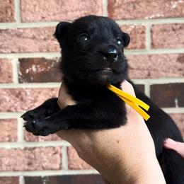 Female 3 - Black brindle female Dutch Shepherd puppy in Fayetteville, North Carolina from Iron Sight K9s