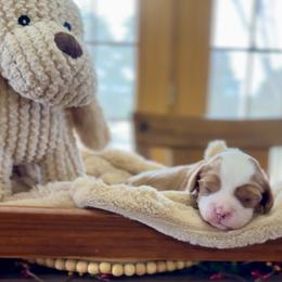 Cavalier King Charles Spaniel puppies from Cavish's Missouri Cavaliers, Cavapoos, and Miniature Poodles