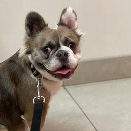 Delta - French Bulldog