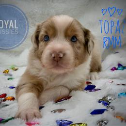 Topaz - Red merle male Australian Shepherd puppy in Petersburg, Indiana from Royal Aussie’s