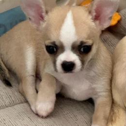 Mesy - Fawn and white male Chihuahua puppy in Miami, Florida from GioVel Chihuahua and Italian greyhounds