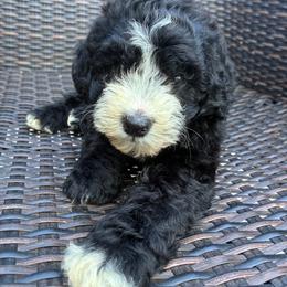 Leia - Black female Goldendoodle puppy in Captain Cook, Hawaii from Big Island Goldendoodles