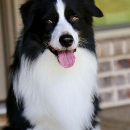 Jack (Co Own) - Miniature Australian Shepherd