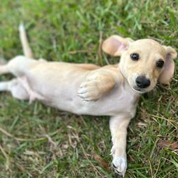 Skipper - Cream male Dachshund puppy in Bremen, Georgia from Asapp’s Sweet and Spicy Dachshunds