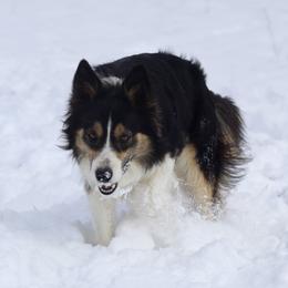 Cash - Border Collie
