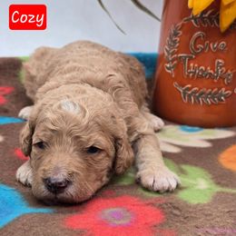 Cozy - Apricot female Goldendoodle puppy in Neillsville, Wisconsin from Granton Creek