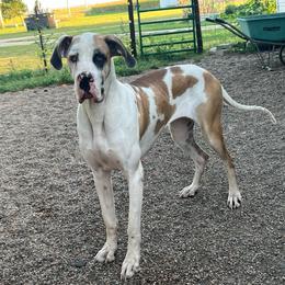 Mara - Harlequin female Great Dane puppy in Sac City, Iowa from Northern Great Danes of Colorado & Iowa