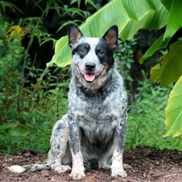 Knox - Australian Cattle Dog