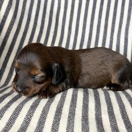 MM FEMALE 2 - Red female Dachshund puppy in Elkhart, Indiana from Hart City Dachshunds