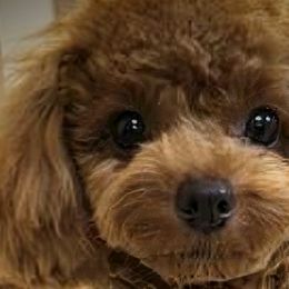 Bernedoodles and Goldendoodles from Valley View Doodles