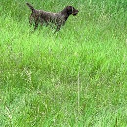 Pudelpointer All Grown Up from Rebel Point Pudelpointers