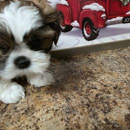 Max - Brindle and white male Shih Tzu puppy in Rockmart, Georgia from Sonya Garrett