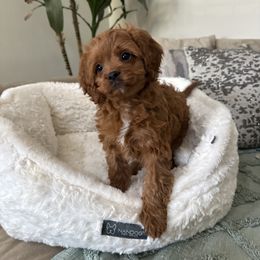 Purple Collar - Red Cavapoo puppy in Corona, California from SoCal Cavapoo's