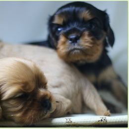 Cavalier King Charles Spaniel Puppies from Applewood Cavaliers