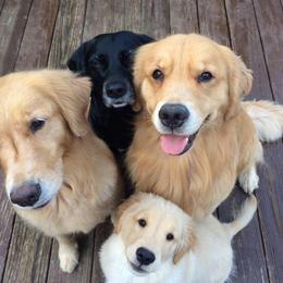 Golden Retrievers from 2Journey golden retrievers
