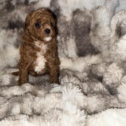 Sasha - Red  female Poodle puppy in Allentown, Pennsylvania from Poodles Are Mixy