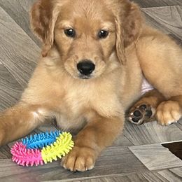 Tucker - Dark golden male Golden Retriever puppy in Garland, Texas from Rangel Family Goldens