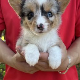 Tim - Blue merle and white male American Corgi puppy in Foreman Ar., Arkansas from Grassy Lake Corgis