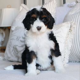 Fox - Black female Goldendoodle puppy in Temecula, California from Temecula Creek Doodles