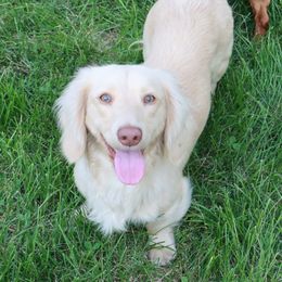 Jasper  - Dachshund