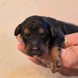 Jordan - Tri-color female Bernedoodle puppy in Blanco, Texas from Texas Hill Country Sheepadoodles & Bernedoodles