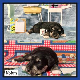 Nolan - Black and silver male Miniature Schnauzer puppy in Lebanon, Missouri from Cedar Glades Canines