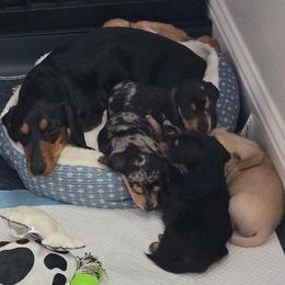 Dachshund Puppies from RK Doxies