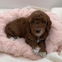 Joy - Red  female Goldendoodle puppy in Kansas City, Kansas from Bella & Ivy’s Mini Goldendoodles of KC