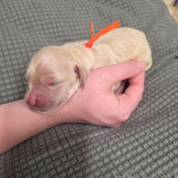 Maverick - Cream male Goldendoodle puppy in Summerfield, North Carolina from Lila's Teddybear Goldendoodles