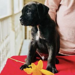 Cane Corso Puppies from Palazzo Cane Corso