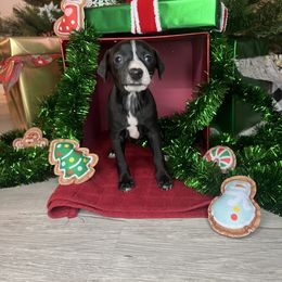 Echoe - White and black male Italian Greyhound puppy in Haywood, Kentucky from Kentucky Greyhounds