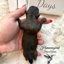 Yorkshire Terrier Puppies from Hummingbird Farm & Gardens