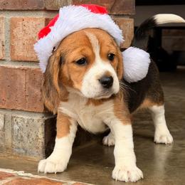 Margo - Black tan and white female Beagle puppy in Mansfield, Missouri from Rippee Creek Kennel
