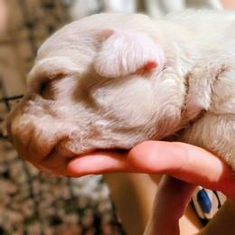 Boy1 - White male Dogo Argentino puppy in Morgan Hill, Pennsylvania from De la Fuerza De Dios