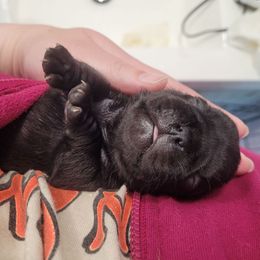 George - Black male Pug puppy in Fitzwilliam, New Hampshire from Kayla's Pugs