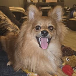 Cookie - Pomeranian