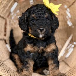 Girl 2 - Black and tan female Cockapoo puppy in Waco, Texas from Cedar Ranch