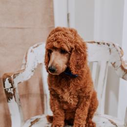 Poodle Puppies from Bridge City Poodles