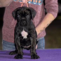 Pink - Black brindle female Cane Corso puppy in Paris, Texas from Knucklehead Cane Corso