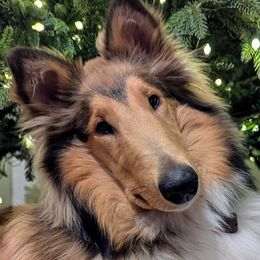 Thistle - Scottish Collie