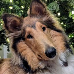 Thistle - Scottish Collie